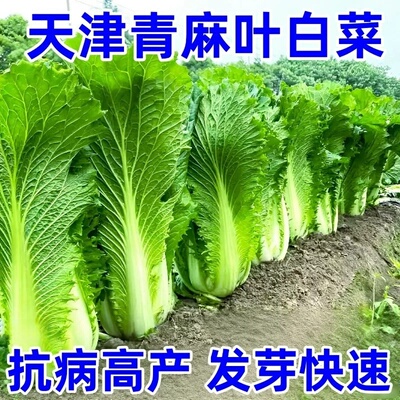 天津绿青口大白菜四季高产