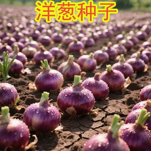 水果洋葱种子红皮洋葱种籽可以生吃的水果洋葱特大高产秋季种子籽