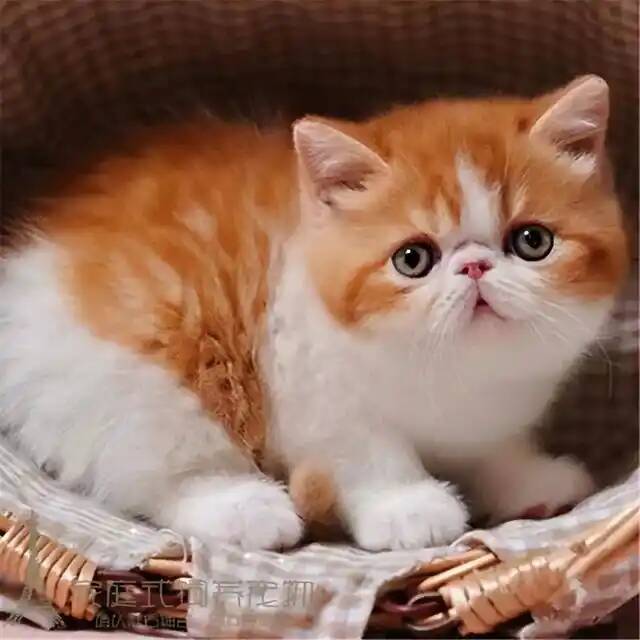 纯种加菲猫幼猫活体波斯猫包子脸幼崽小猫金渐层异国短毛猫宠物猫