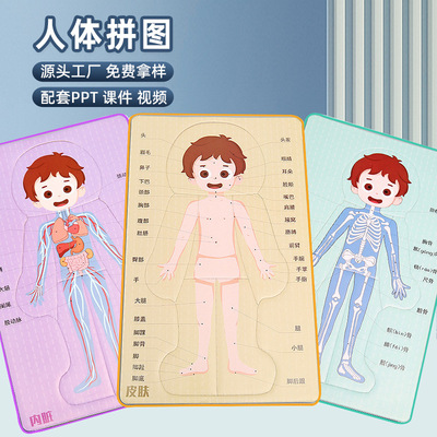 DIY人体器官消化系统科技小制作拼图KT内脏拼图模型科学实验材料