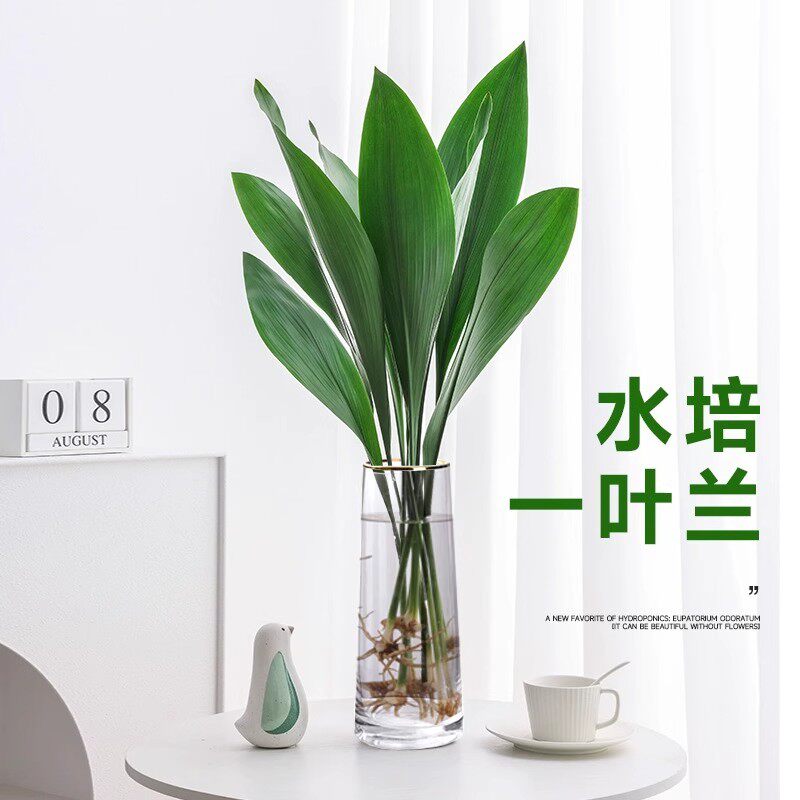 一叶兰室内懒人绿植净化空气图片