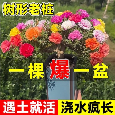 太阳花苗重瓣大花盆栽