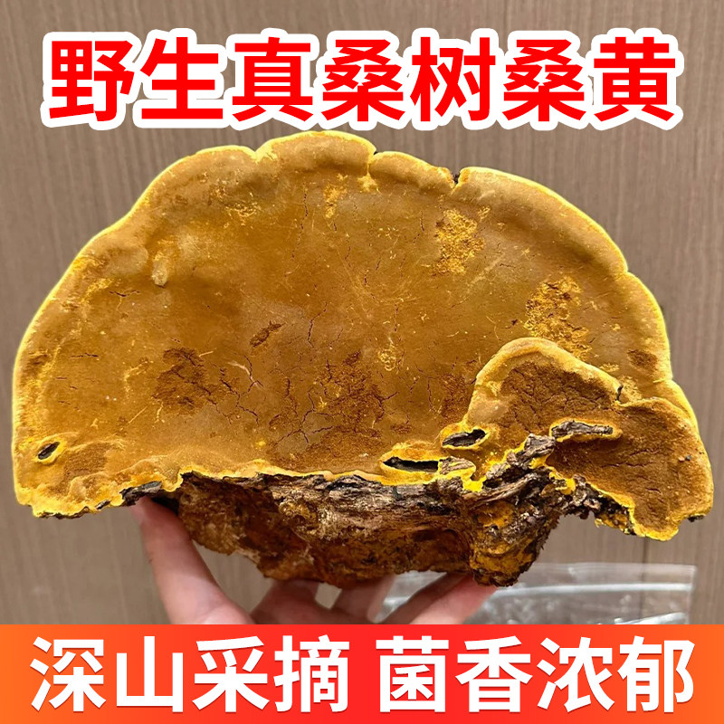 野生桑树桑黄金边桑黄整块可切片无碎渣日常煮茶调理草本原料