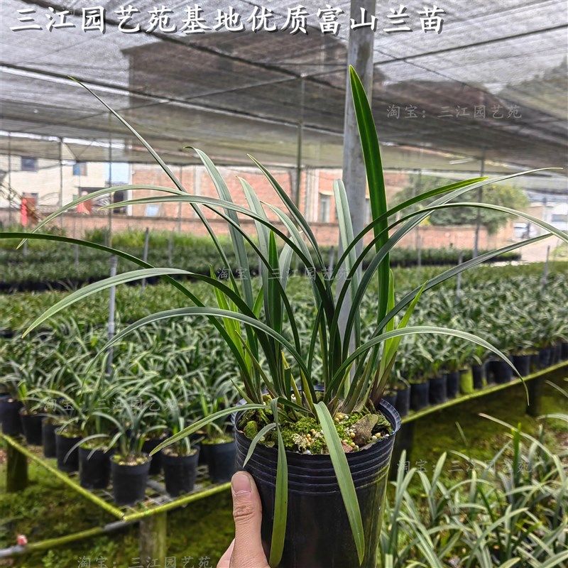 兰花苗建兰富奇蝶兰花老种苗特浓香阳台庭院绿植花卉好养
