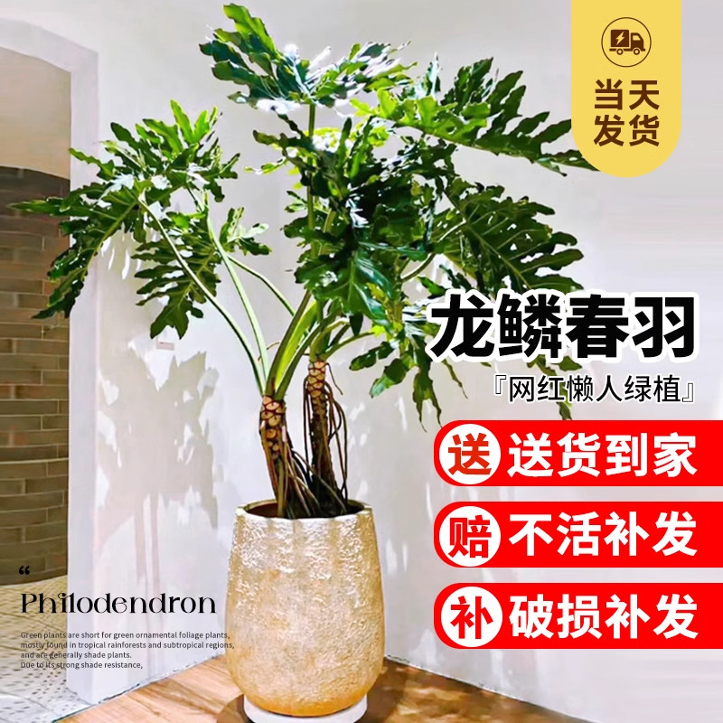 龙鳞春羽盆栽室内老桩型绿植落地植物耐阴好养造型盆景净化空气