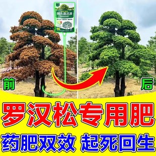 罗汉松营养液复合肥叶枯病黄叶烂根白粉药大型黑松树复活