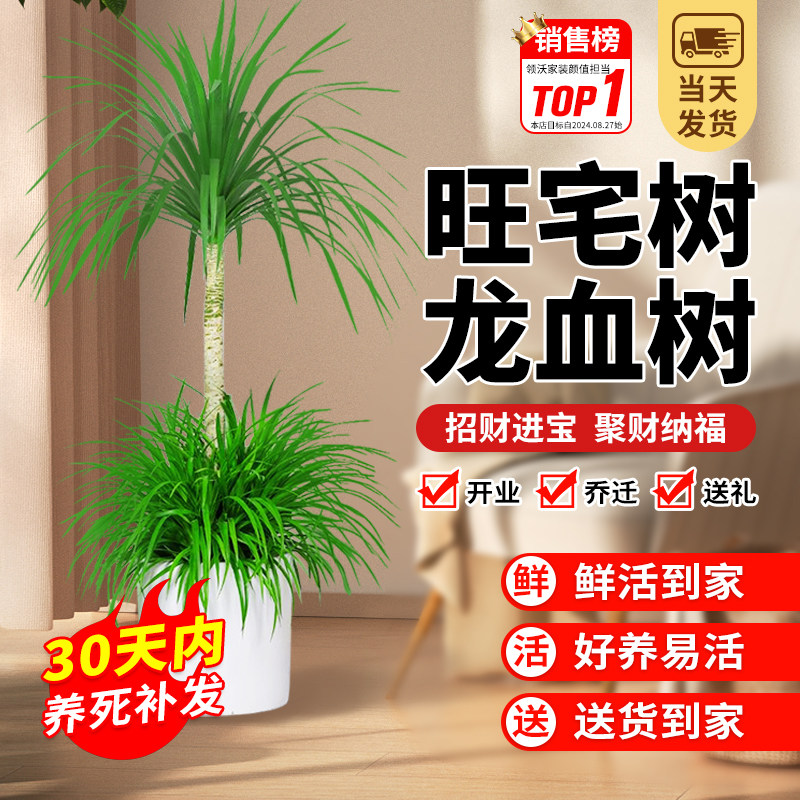 旺宅龙血树绿植龙须树龙铁树型室内盆栽网红多头植物树苗