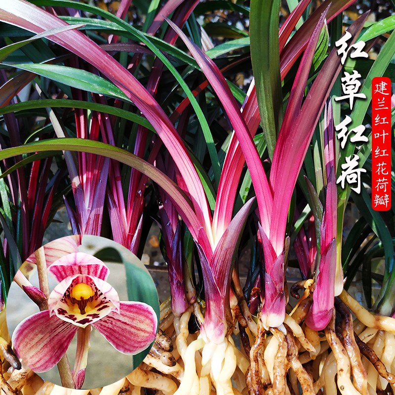 兰花苗盆栽 建兰红草红荷 现花苞出售浓香花卉绿植室内好养