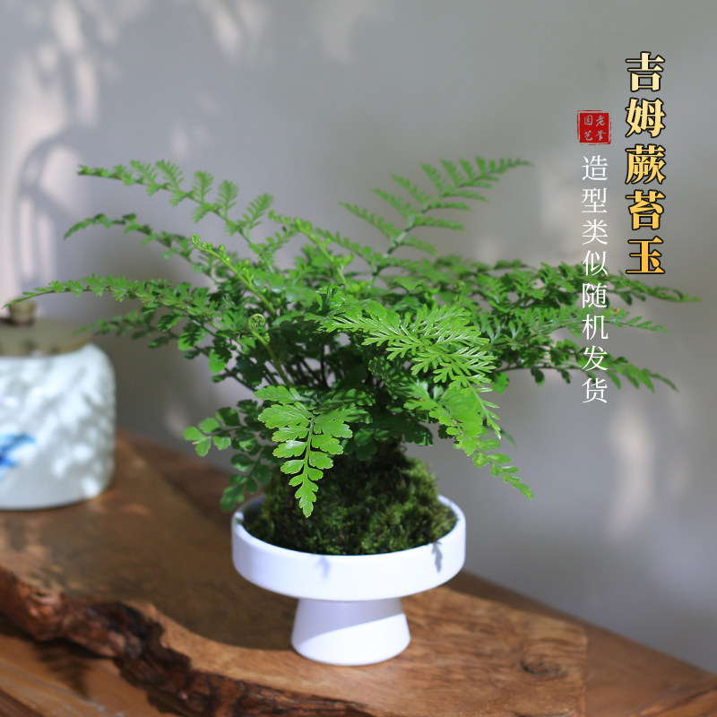 吉姆蕨苔玉球平安蕨类室内净化空气培植物常青绿植