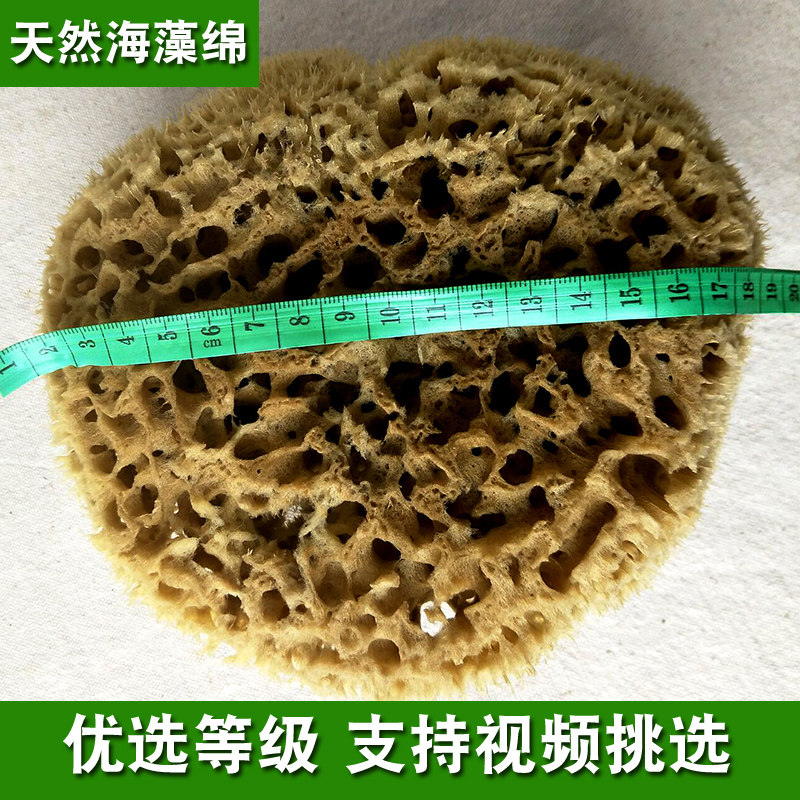 希腊 天然海藻棉三色珠光艺术漆点涂印花工具蜂窝天然海藻绵