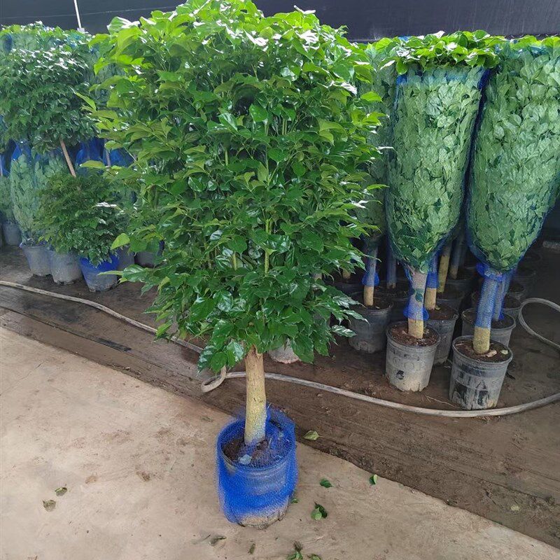 幸福树盆栽室型绿植盆景平安树驱蚊植物开业乔迁花卉