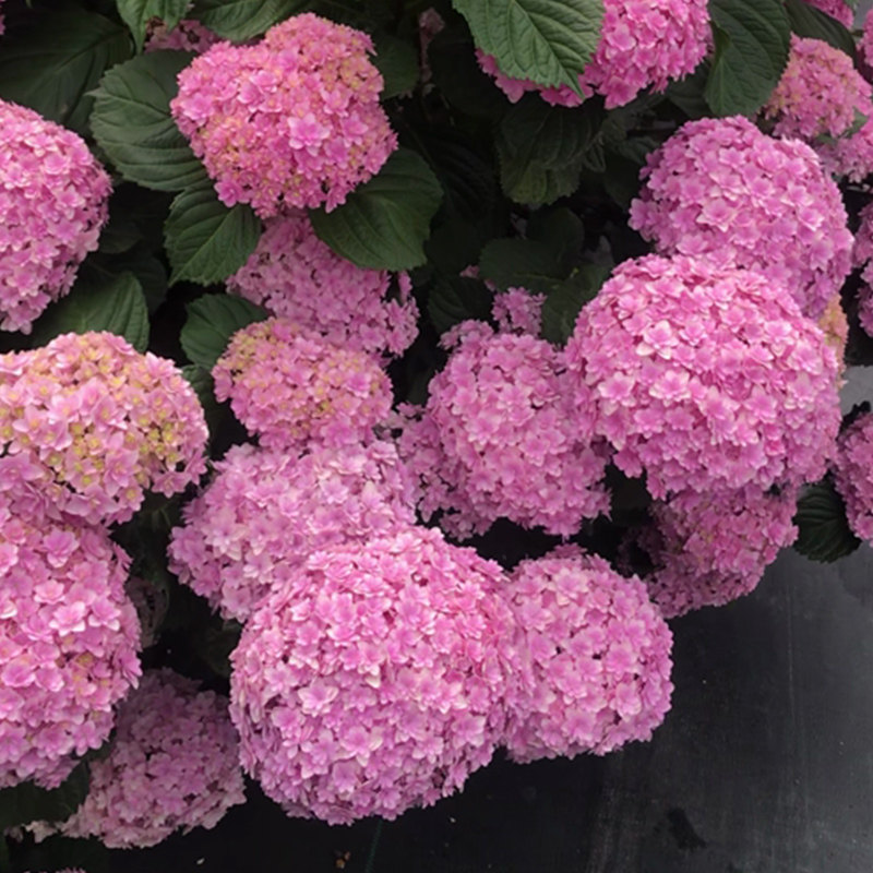 薄荷拇指埃及艳后花手鞠佳澄三河千鸟太阳神殿灵感绣球花盆栽大苗,鲜花速递/花卉仿真/绿植园艺,绣球/木绣球/木本植物,淘宝优惠券,粉丝福利购,淘宝优惠卷