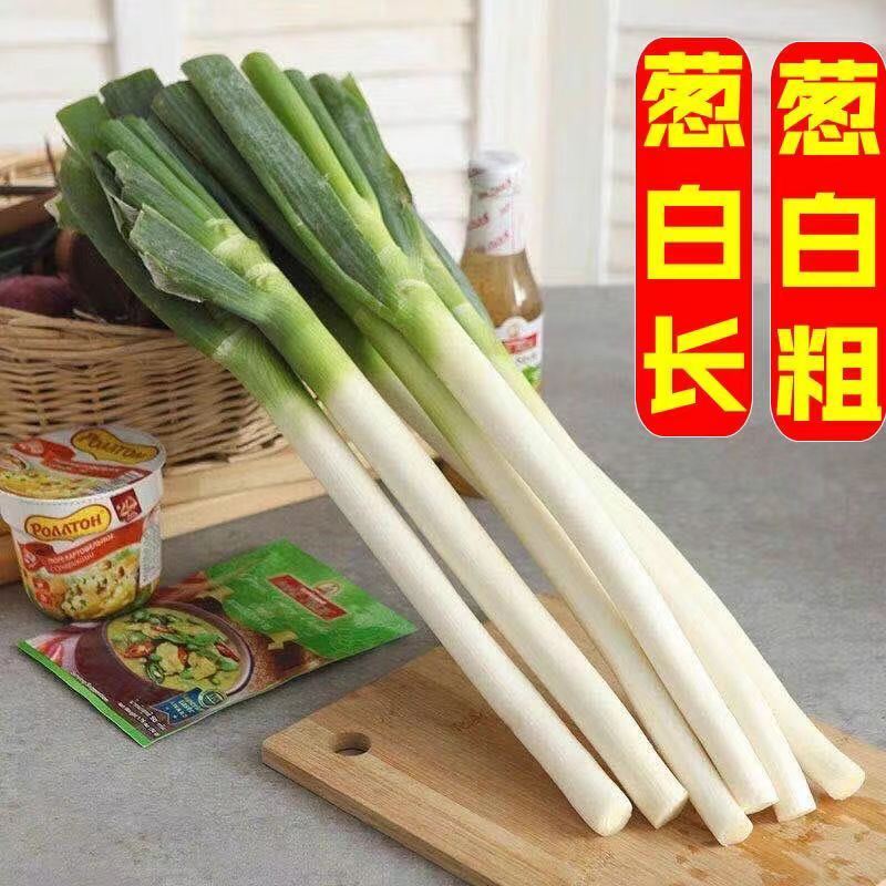 正宗东北新鲜大葱带皮大葱新鲜毛葱分葱现挖现发铁杆批发清仓
