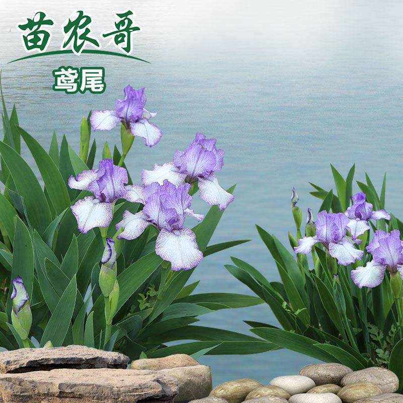 【一件/5棵鸢尾】庭院水池绿化鸢尾水生植物 假山绿化水生植物