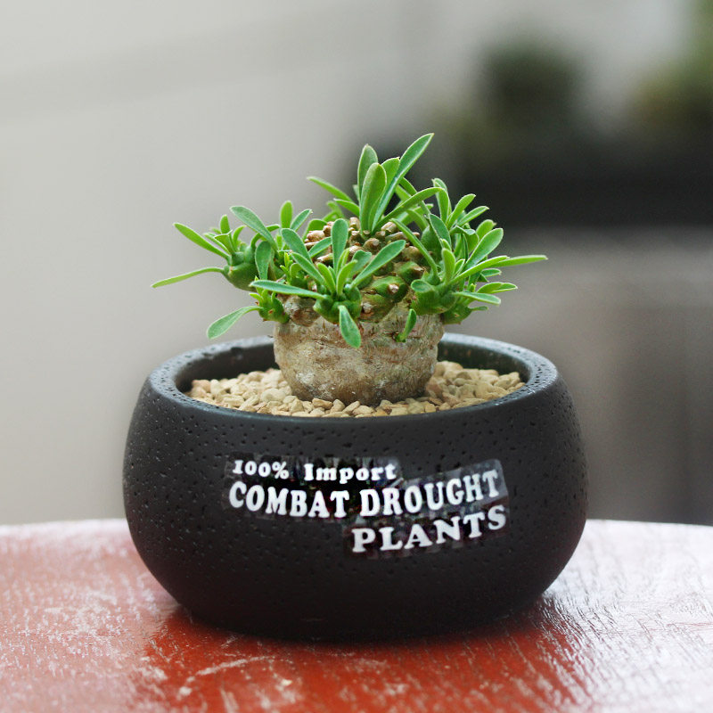 可爱绿植迷你小盆栽多肉植物 辐射桌上小盆景 植物礼品
