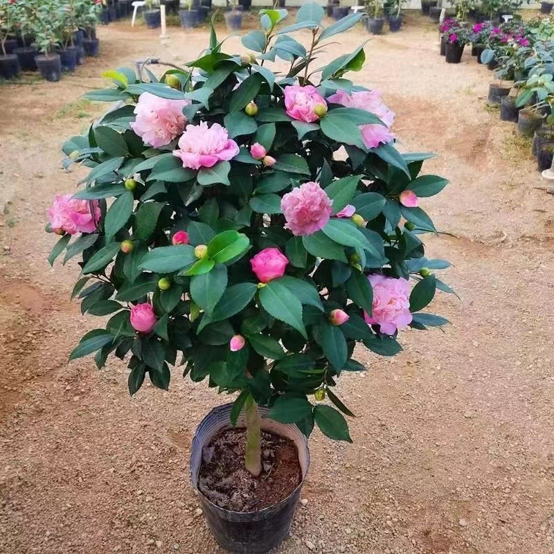 香妃盆栽花苞五色赤丹花卉植物室内好养树苗四季开花