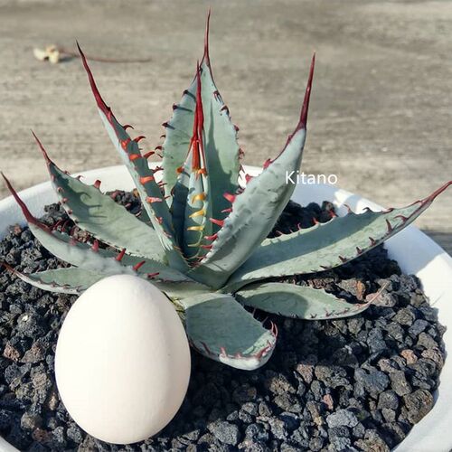 屈原之舞龙舌兰 冷门多肉植物好养耐旱蓝色花卉盆栽 庭院造景绿植