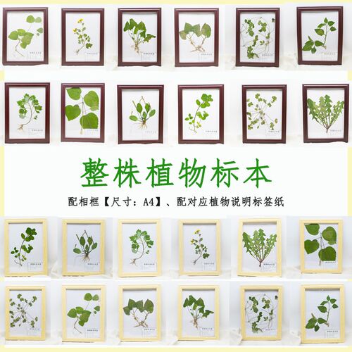 中草药整株植物标本带根茎叶手工压干塑封成品示摆台挂相框教具