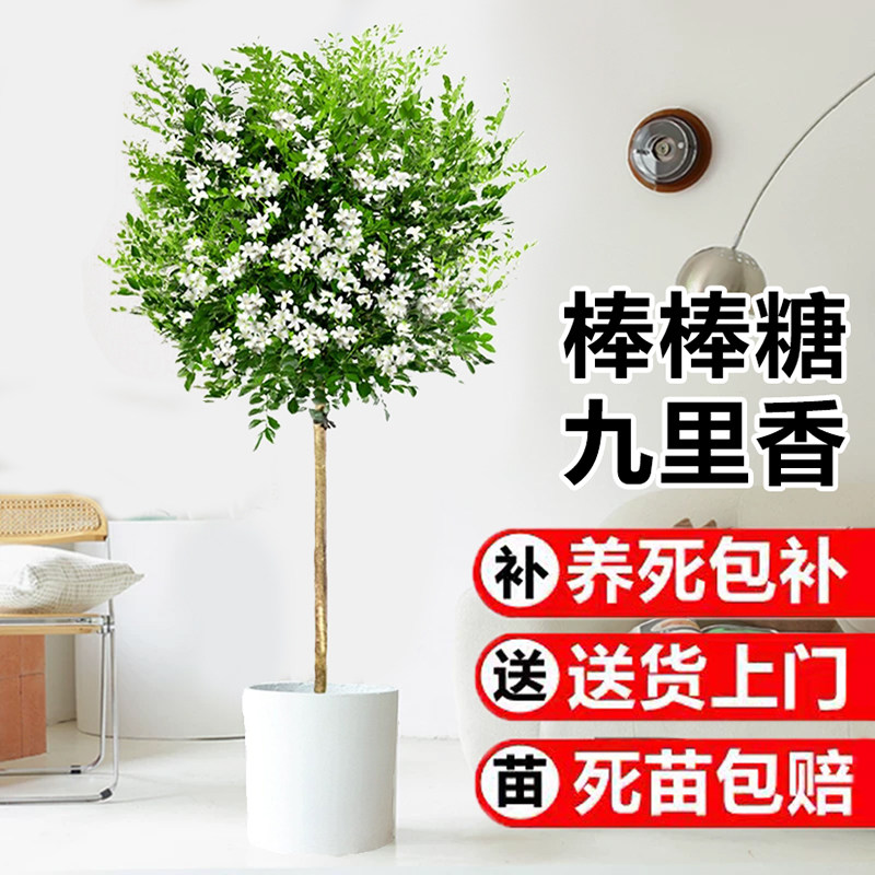 独杆棒棒糖九里香盆栽老桩树苗阳台浓香型四季驱蚊花卉绿植物