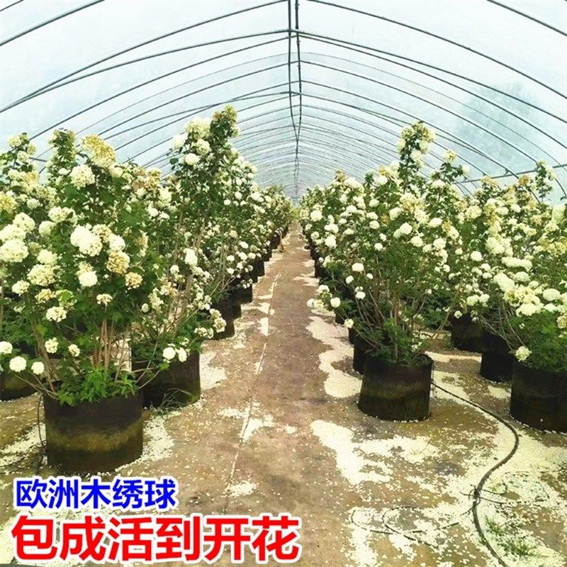 欧洲木绣球树苗玫瑰别墅庭院风景树花苗盆栽耐寒木本斗球中华苗