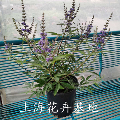 穗花牡荆大苗庭院阳台花镜景观造型绿植多年生灌木耐寒耐热