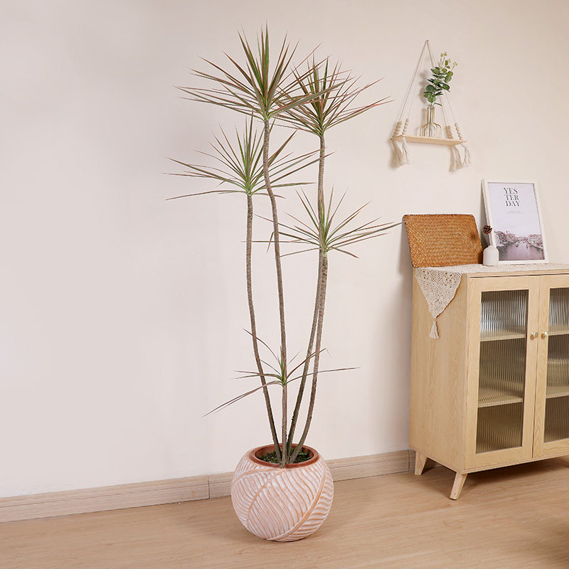 双木林七彩千年木绿植大型室内办公室造型三色马尾铁大盆栽植物