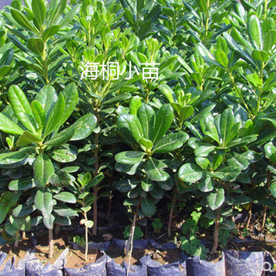 海桐苗新款常绿四季常青气味芳香驱蚊虫绿植物围墙绿篱笆园林绿化