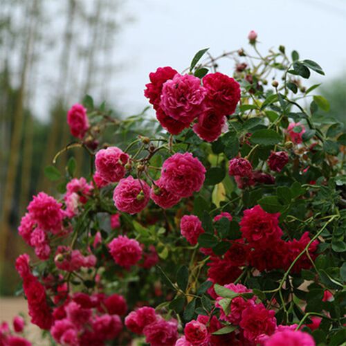 红白黄木香花苗盆栽室内外庭院花卉爬藤植物耐寒四季开花不断浓香