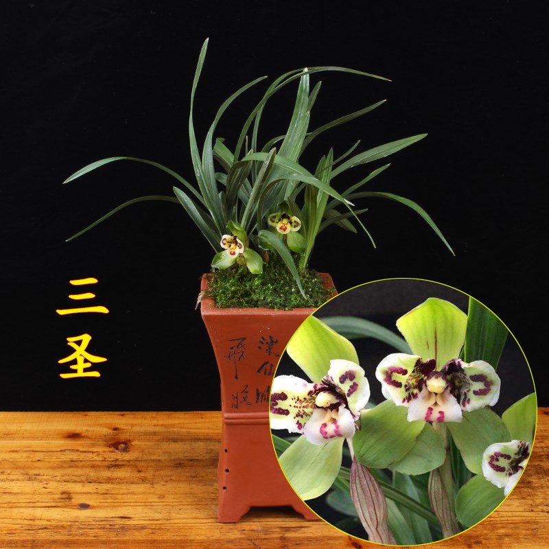 兰花盆栽春兰三星蝶 三圣 浓香花苞室内绿植好养名贵四季植物兰草