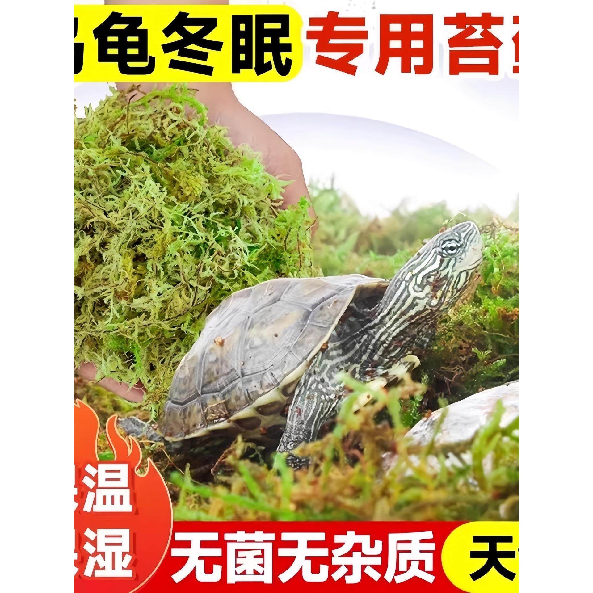 乌龟冬眠干苔藓爬宠冬眠孵化养殖乌龟窝垫材苔藓窝青苔藓,家居饰品,餐桌花艺,淘宝优惠券,粉丝福利购,淘宝优惠卷
