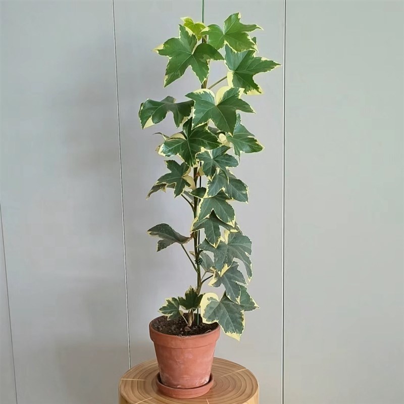 花叶熊掌木盆栽室内阳台桌面庭院耐阴水培耐晒四季常绿植物小盆栽