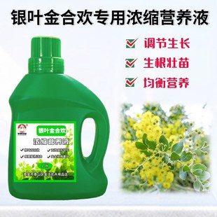 银叶金合欢树专用浓缩营养液盆栽绿植物澳洲紫叶密羽通用养花肥料