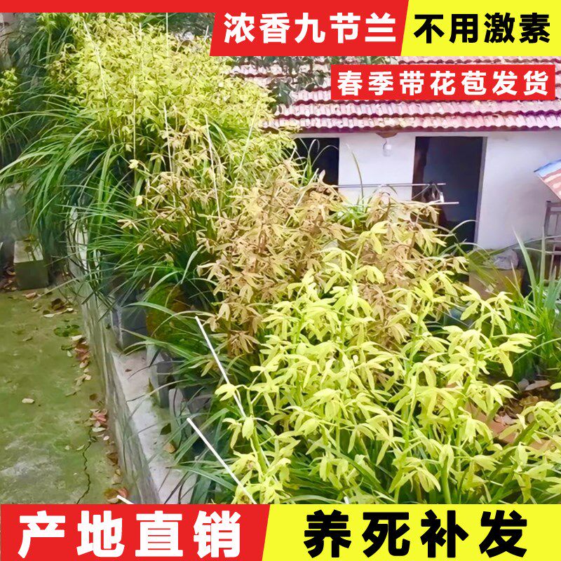 湖北浓香型九节兰九头兰蕙兰惠兰花普草花苞名贵真鲜花盆栽苗