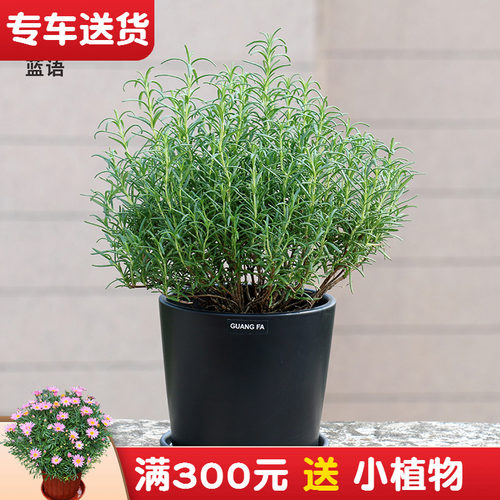 迷迭香盆栽 新鲜植物可食用香草净化空气 提神驱蚊醒脑阳台庭院