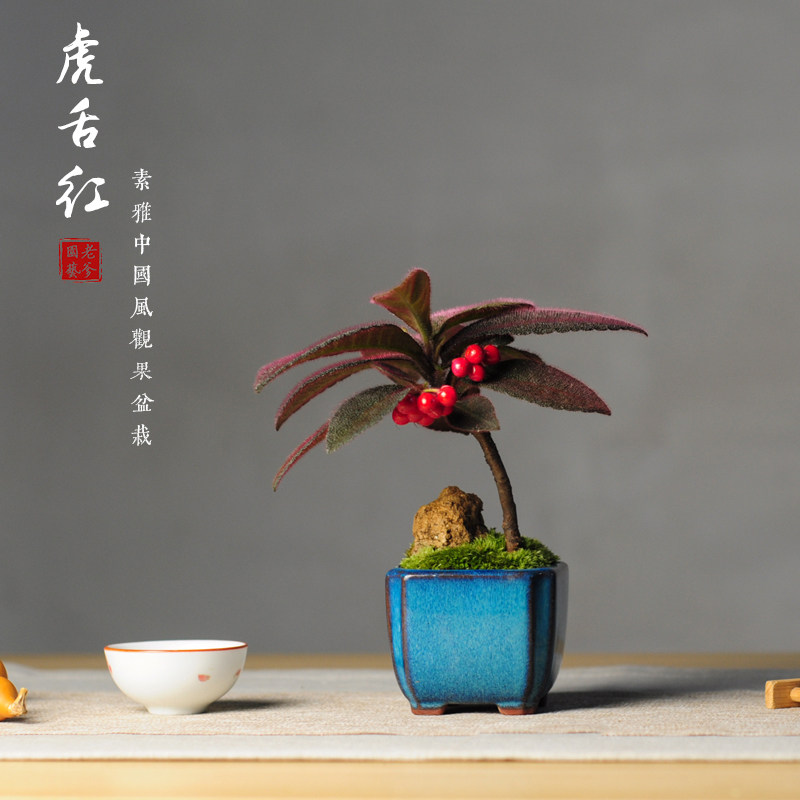 虎舌红室内盆栽植物缸造景绿植观叶小盆景庭院阳台果实
