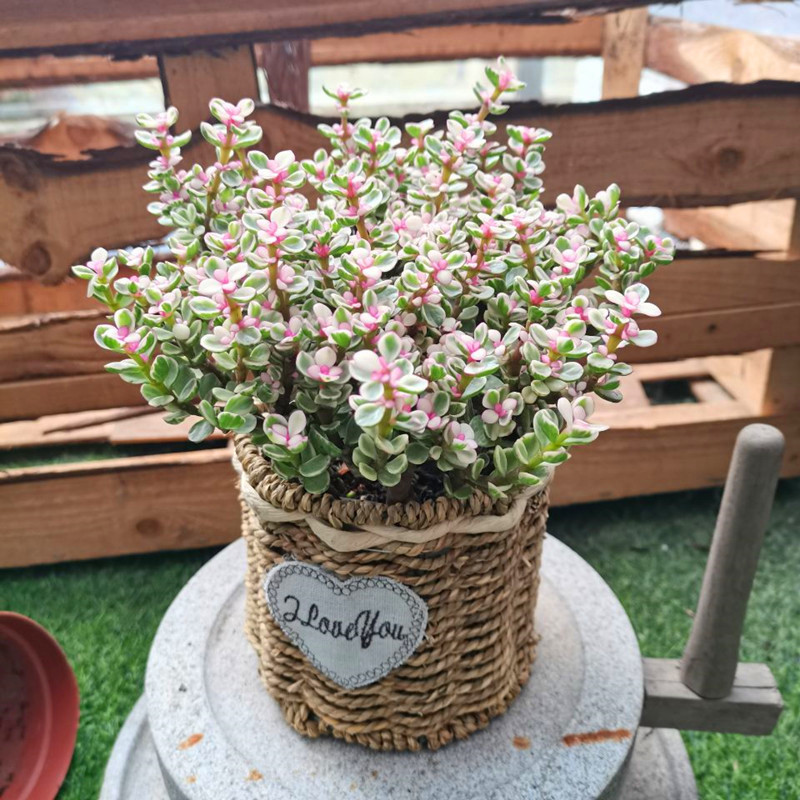 多肉植物雅乐之舞老桩阳台绿植花卉般新家吸甲醛金枝玉叶盆栽