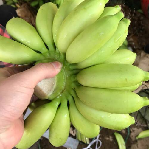海南皇帝蕉当季新鲜水果青绿皮