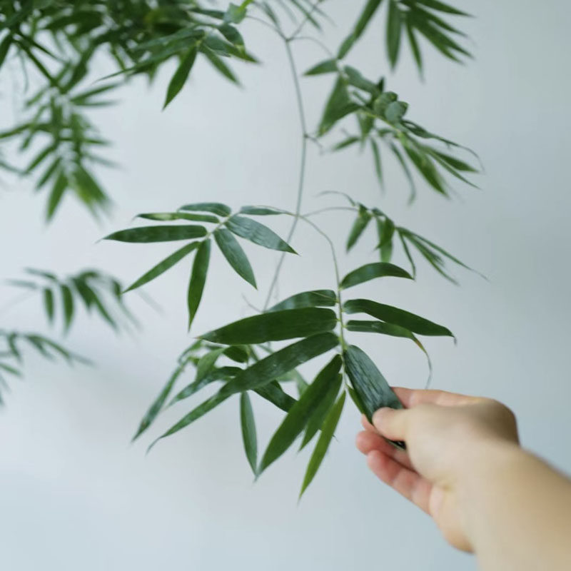 小叶勒竹阳台室内外盆栽茶桌飘枝绿植庭院盆景植物好养易活四季
