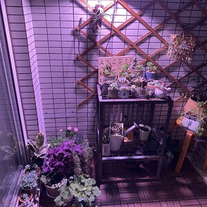 wega贵翔多肉补光灯肉肉上色兰花补光LED全光谱仿太阳植物生长灯