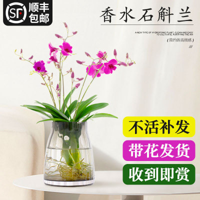 水培植物香水石斛兰盆栽带花室内客厅办公室桌面水养植物四季花卉
