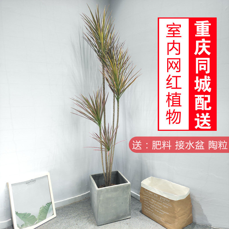 五彩千年木七彩马尾铁三色龙血树室内观叶植物客厅花卉重庆