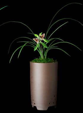 兰花春兰花蝴蝶浓香型花卉景栽盆土绿植带兰草植物花苞名贵苗老种