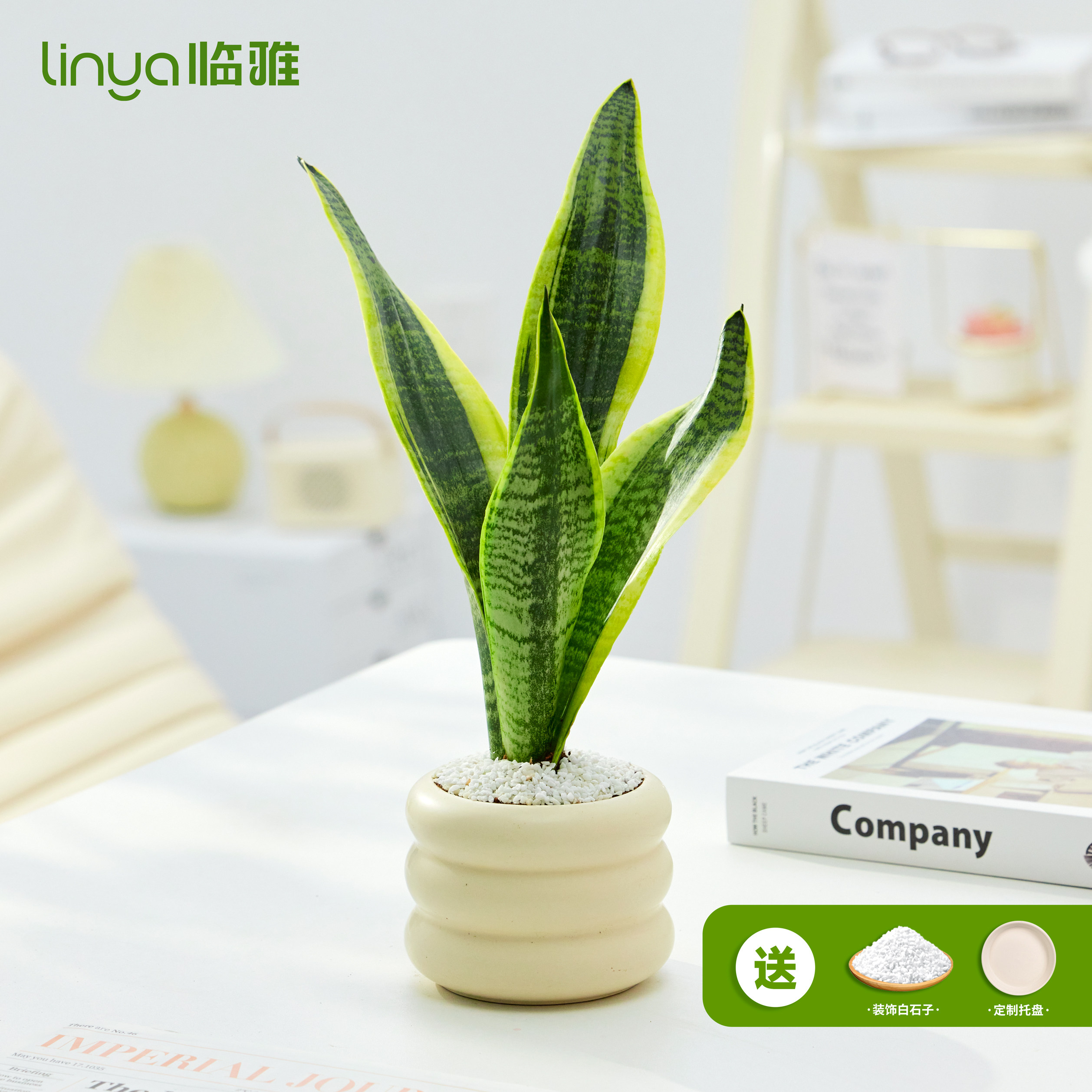 金边虎皮兰盆栽室内好养花卉绿植办公室多肉植物桌面四季开禄白玉