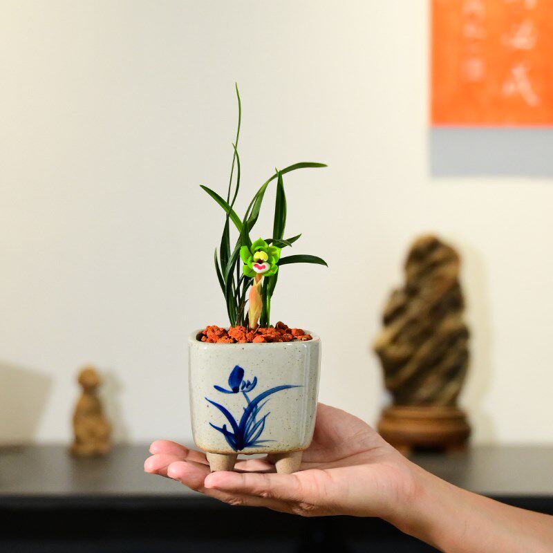 0519春兰绿云兰花浓香花卉绿植盆栽室内客厅桌面宜兴紫砂不带花苞