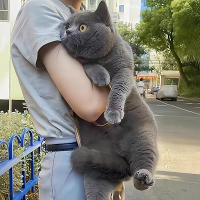 纯种大脸宠物蓝胖子猫包子脸活体