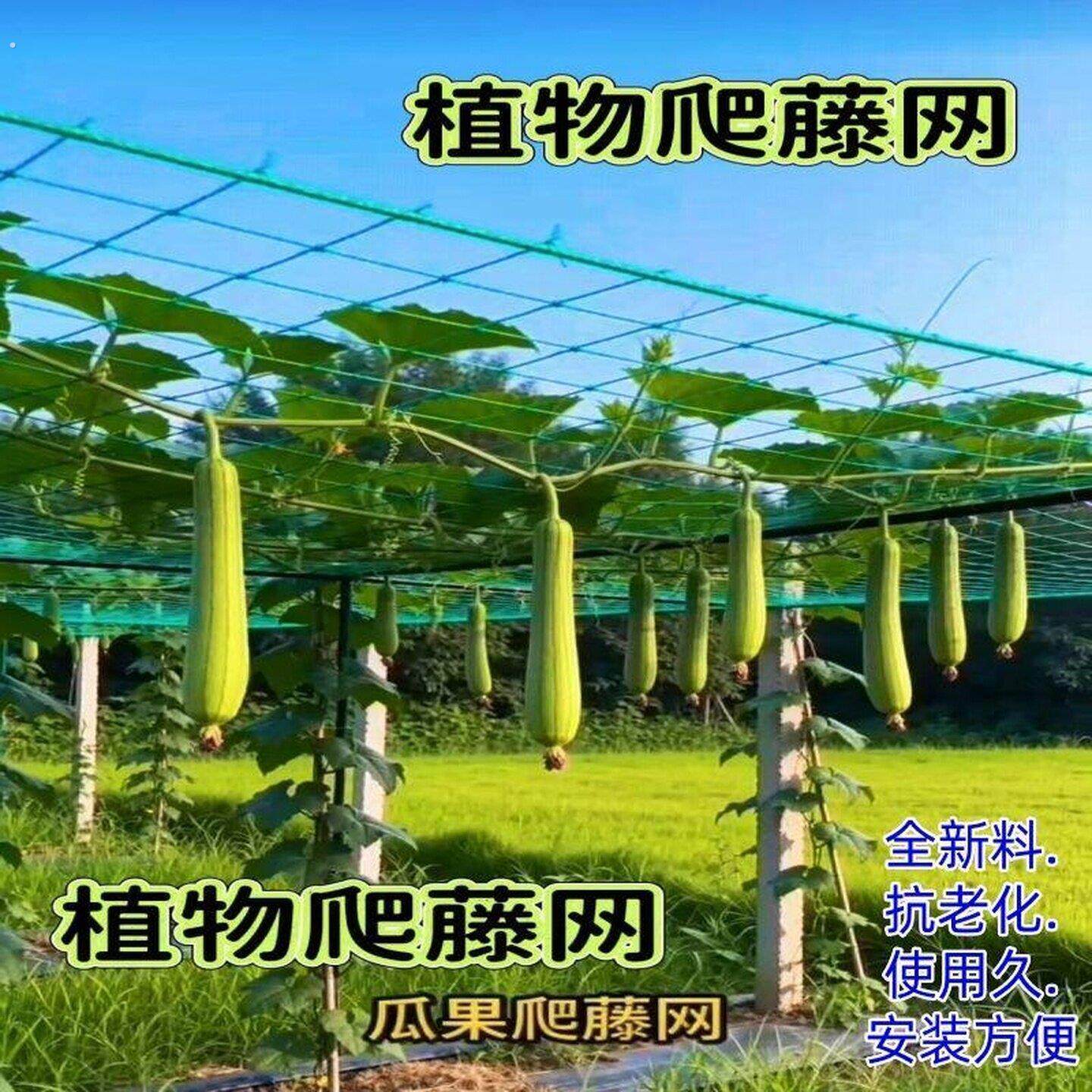 全新瓜网爬藤网植物爬藤网百香果黄瓜葡萄豆角吊瓜绿色植物种植网