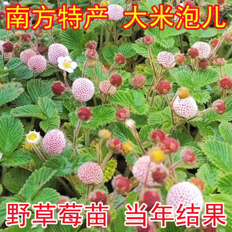 云贵川山上白草莓苗大米泡儿苗白泡儿地泡糯米泡儿苗盆栽瓢子