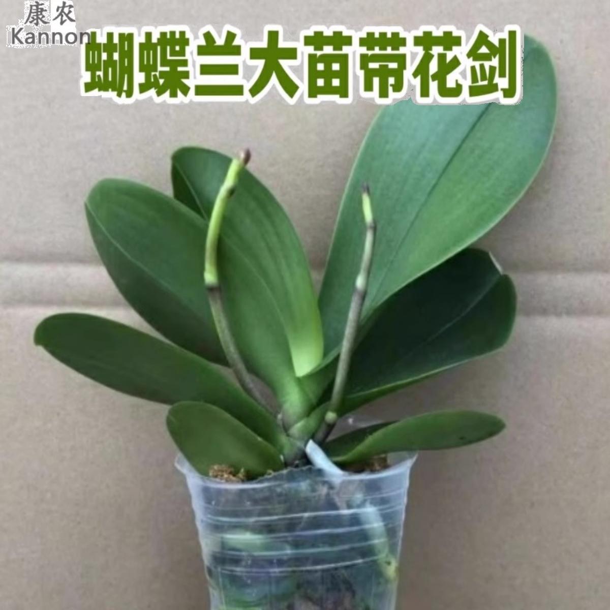 蝴蝶兰带花苞剑大苗盆栽绿