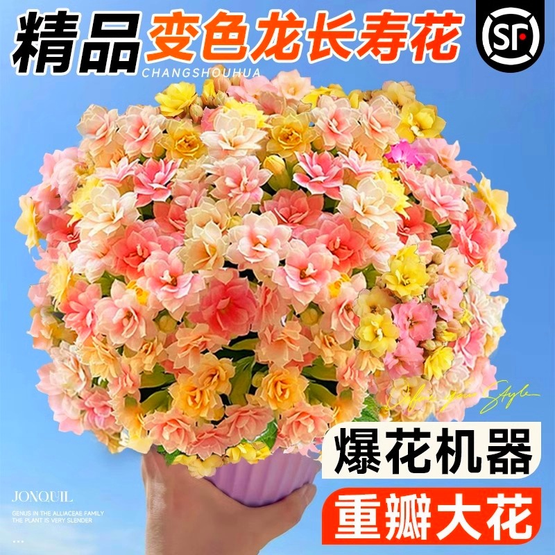 新品大花长寿盆栽带苞四季