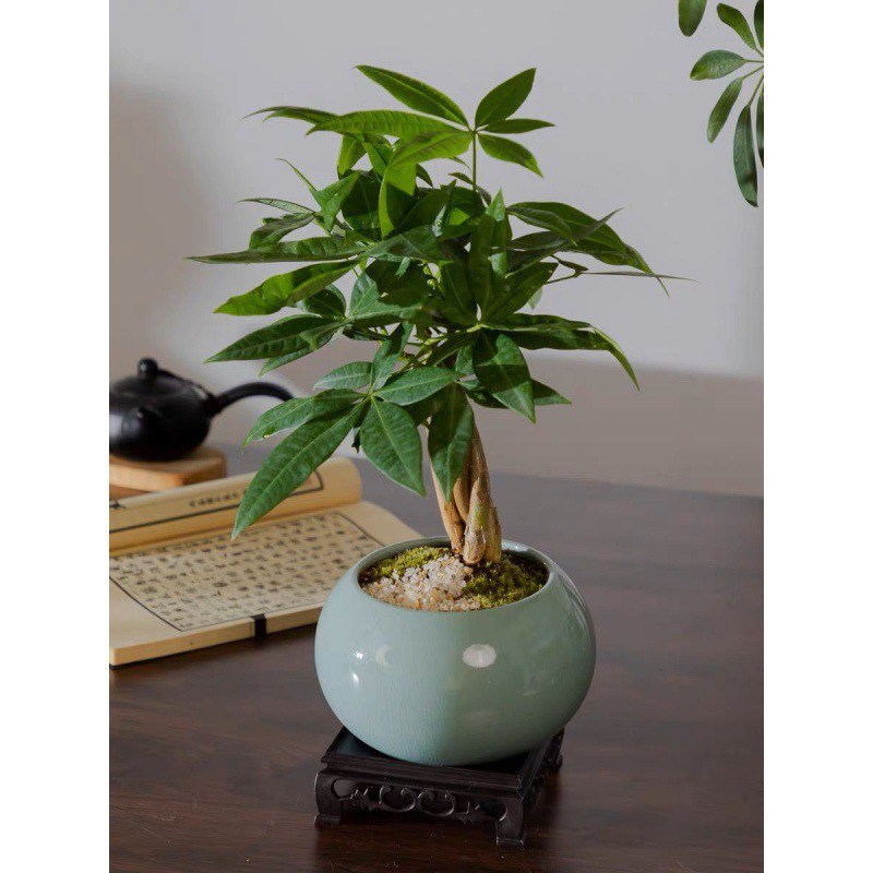 发财树小盆栽花卉室内办公桌绿植茶台桌面小盆景好养易活盆景